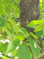 Cryptotympana facialis