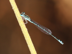 Austroagrion exclamationis