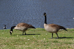 Branta canadensis