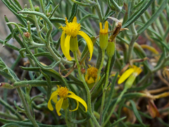 Senecio spartioides granularis