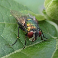 Diptera