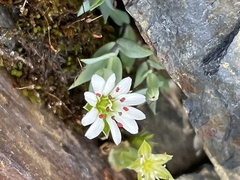 Stellaria alaskana