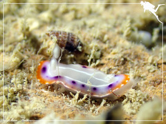 Goniobranchus setoensis