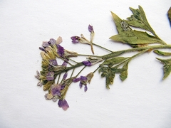 Dontostemon hispidus