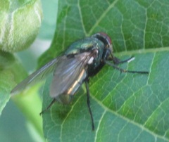 Diptera
