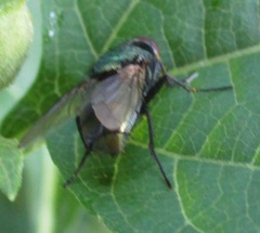 Diptera