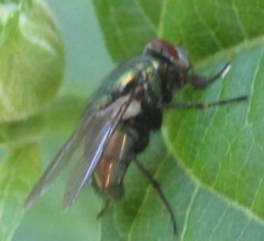 Diptera