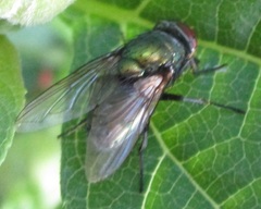 Diptera