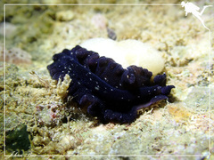 Pseudobiceros stellae