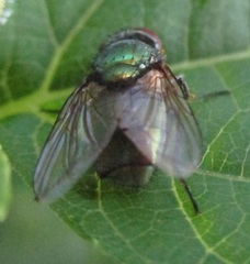 Diptera