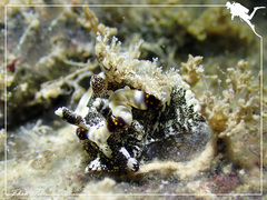 Goniodoris joubini