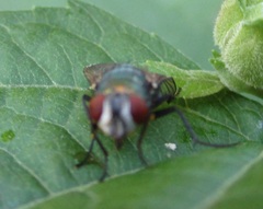 Diptera