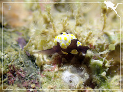 Colpodaspis thompsoni