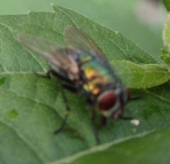 Diptera