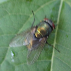 Diptera