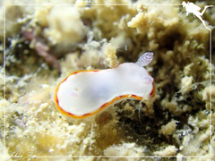 Goniobranchus rubrocornutus