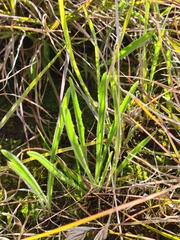 Plantago gaudichaudii