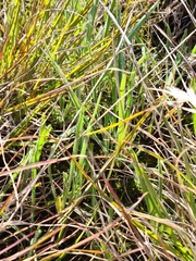 Plantago gaudichaudii