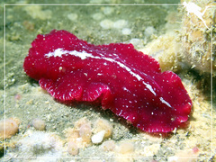 Pseudoceros rubronanus