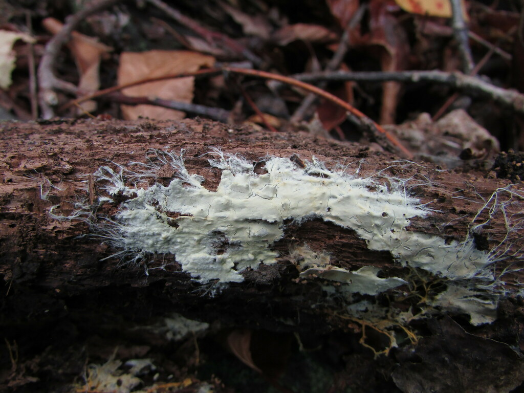 Phanerochaete calotricha