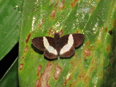 Potamanaxas thoria