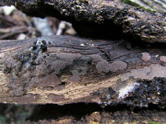 Hypoxylon perforatum