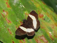 Potamanaxas thoria