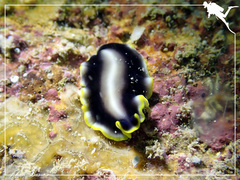 Pseudoceros paralaticlavus