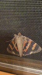 Catocala ultronia
