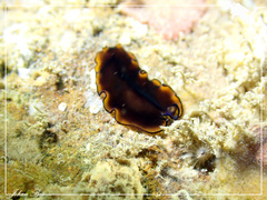 Pseudobiceros splendidus