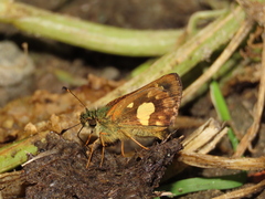 Dalla cypselus