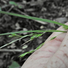 Carex debilis debilis