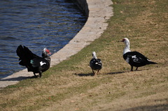 Cairina moschata domestica