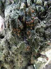 Orbilia xanthostigma