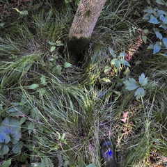 Carex debilis debilis