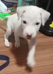 Canis familiaris