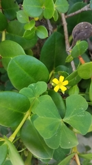 Oxalis corniculata