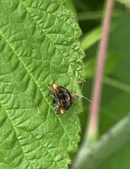 Prochoreutis inflatella