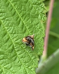 Prochoreutis inflatella