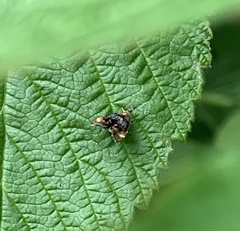 Prochoreutis inflatella