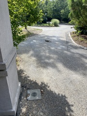 Sciurus carolinensis