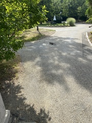 Sciurus carolinensis