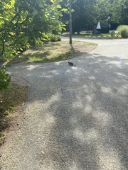 Sciurus carolinensis