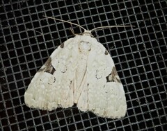 Leuconycta diphteroides