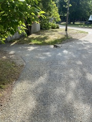 Sciurus carolinensis