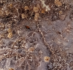 Dasymutilla atricauda