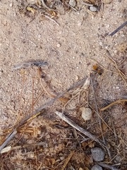 Dasymutilla atricauda