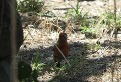 Haemorhous mexicanus