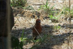 Haemorhous mexicanus