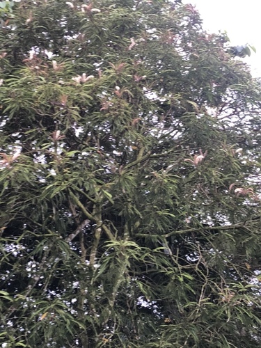 Pentaclethra macroloba - Whole tree